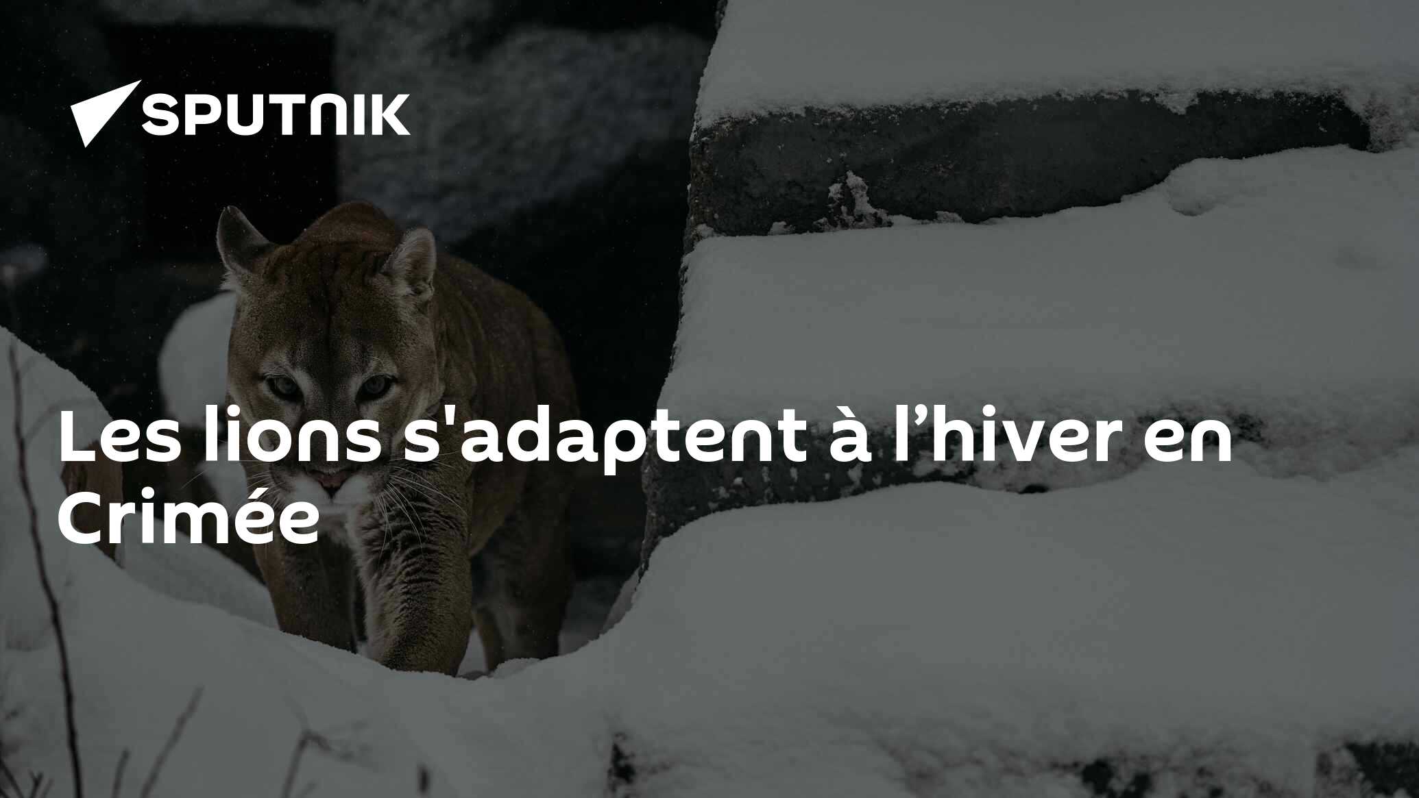 Les lions s'adaptent à l’hiver en Crimée