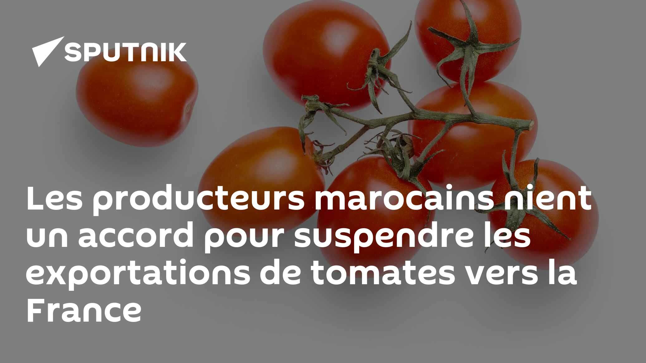 Les producteurs marocains nient un accord pour suspendre les exportations de tomates vers la France