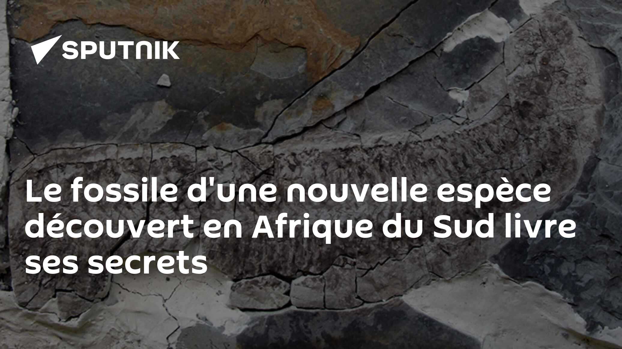 Le fossile d'une nouvelle espèce découvert en Afrique du Sud livre ses secrets