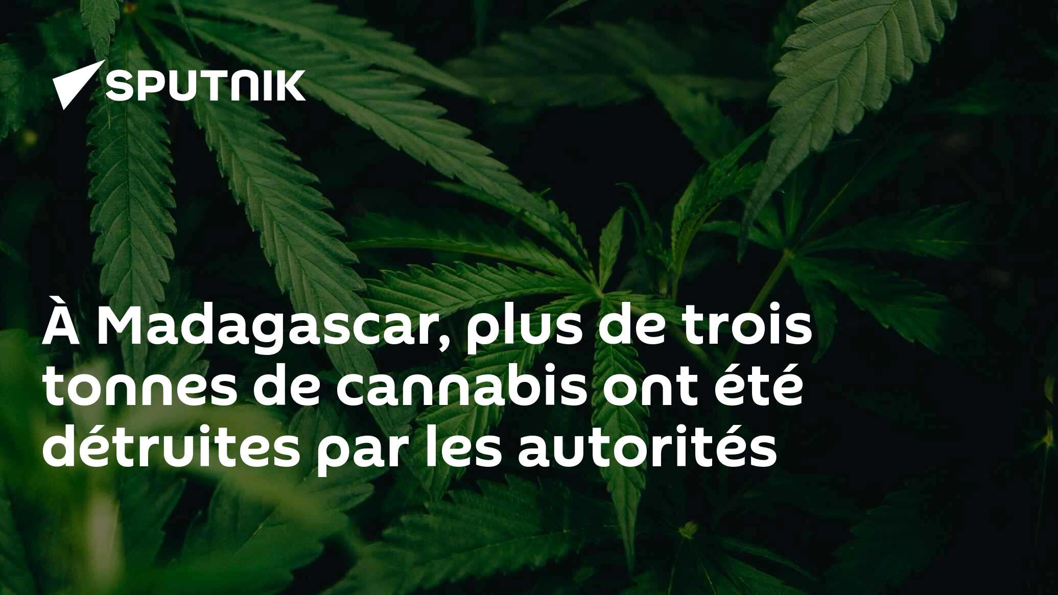 À Madagascar, plus de trois tonnes de cannabis ont été détruites par les autorités