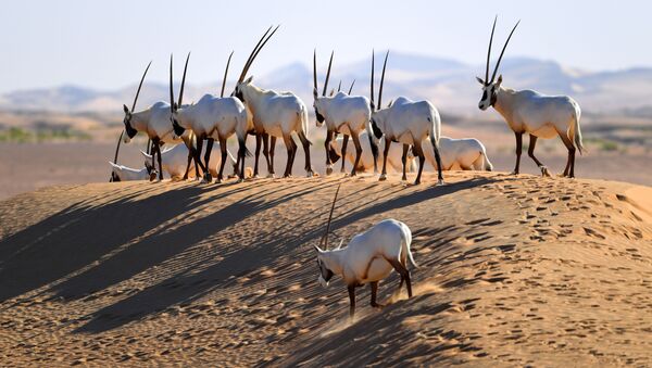 Des gazelles oryx - Sputnik Afrique