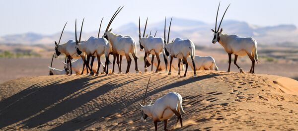 Des gazelles oryx - Sputnik Afrique