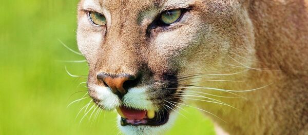 Puma - Sputnik Afrique