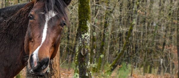 Un cheval - Sputnik Afrique