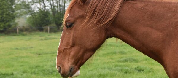 Un cheval - Sputnik Afrique