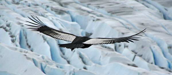 Condor des Andes Condor des Andes - Sputnik Afrique