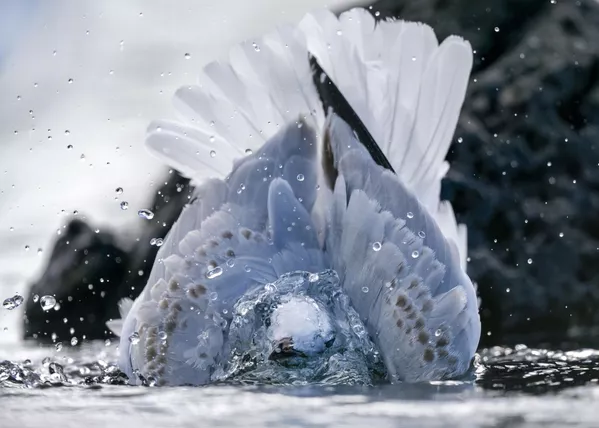 Amour en pleine nature et lumière dorée: les vainqueurs du concours Sony Alpha Awards 2020
Amour en pleine nature et lumière dorée: les vainqueurs du concours Sony Alpha Awards 2020
- Sputnik Afrique