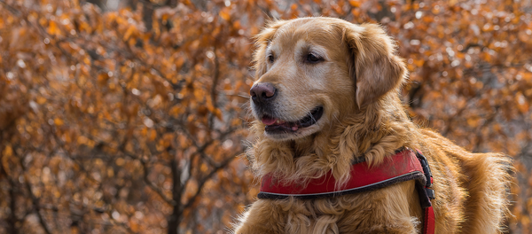 Un golden retriever - Sputnik Afrique