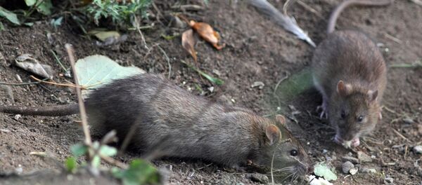 Des chercheurs diagnostiquent des cancers à des rats irradiés au portable - Sputnik Afrique