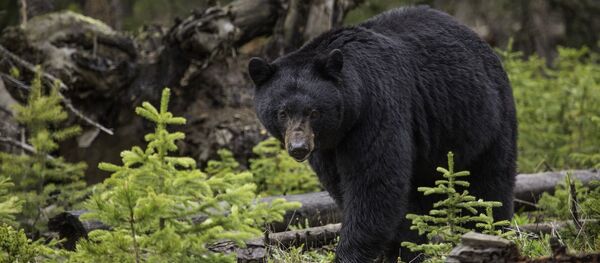 Un ours noir - Sputnik Afrique