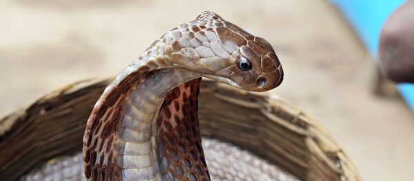 Cobra indien - Sputnik Afrique