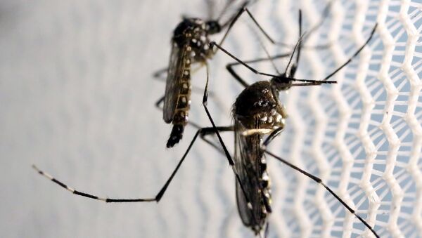 moustiques de l'espèce Aedes aegypti  - Sputnik Afrique