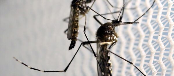 moustiques de l'espèce Aedes aegypti  - Sputnik Afrique