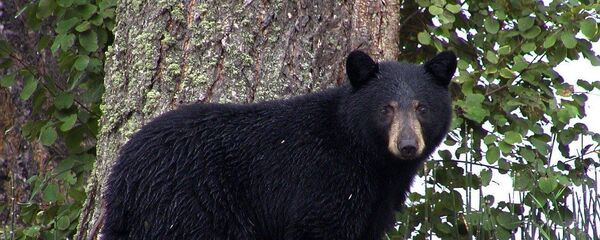 Un ours noir - Sputnik Afrique