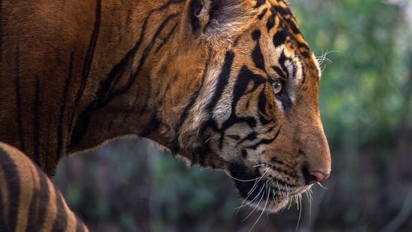 Un tigre du Bengale - Sputnik Afrique