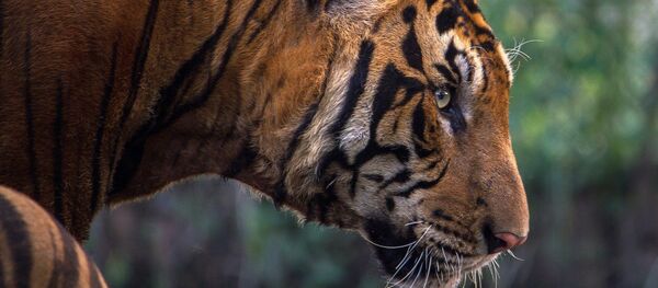 Un tigre du Bengale Un tigre du Bengale - Sputnik Afrique