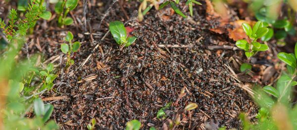 Une fourmilière - Sputnik Afrique