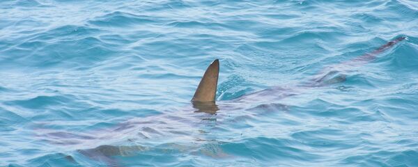 Aileron de requin - Sputnik Afrique