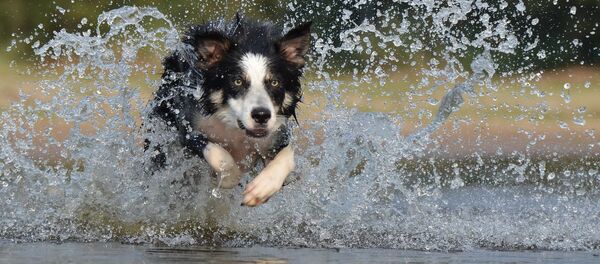 Un border collie - Sputnik Afrique