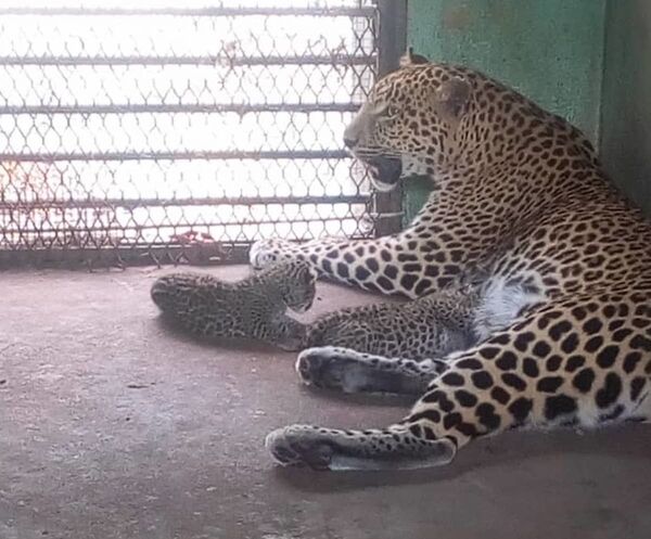 Côte d’Ivoire: un baby-boom inédit qui redonne de l’éclat au zoo d’Abidjan Côte d’Ivoire: un baby-boom inédit qui redonne de l’éclat au zoo d’Abidjan - Sputnik Afrique