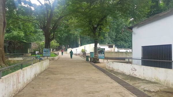 Côte d’Ivoire: un baby-boom inédit qui redonne de l’éclat au zoo d’Abidjan Côte d’Ivoire: un baby-boom inédit qui redonne de l’éclat au zoo d’Abidjan - Sputnik Afrique