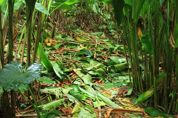 Covid-19: coup de froid sur la production des fleurs tropicales en Côte d’Ivoire Covid-19: coup de froid sur la production des fleurs tropicales en Côte d’Ivoire - Sputnik Afrique