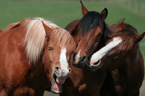 Gossip Girls. Magdalena Strakova photographiait des chevaux dans un champ en République tchèque, lorsqu’elle a remarqué ces trois juments. Gossip Girls. Magdalena Strakova photographiait des chevaux dans un champ en République tchèque, lorsqu’elle a remarqué ces trois juments. - Sputnik Afrique