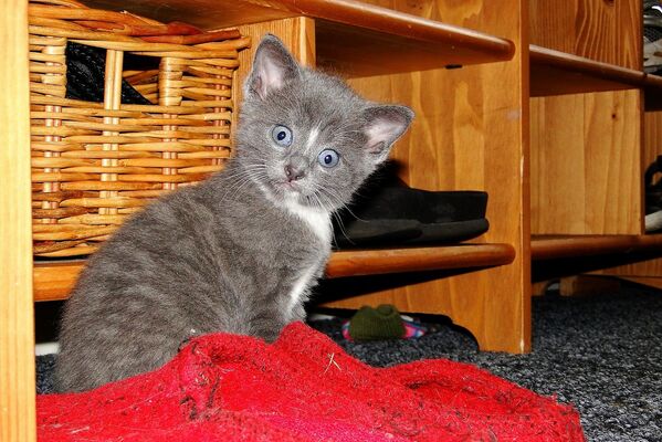 Red slippers? I don't know anything about it! Teun Veldman Heerenveen des Pays-Bas a photographié ce chaton qui paraît embarrassé. Red slippers? I don't know anything about it! Teun Veldman Heerenveen des Pays-Bas a photographié ce chaton qui paraît embarrassé. - Sputnik Afrique