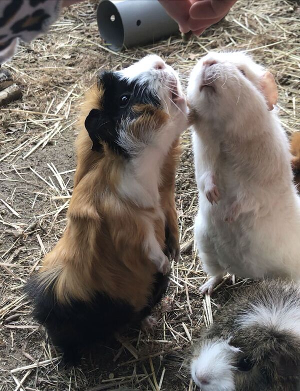 Guinea pigs. Que ne ferait-on pas pour obtenir ce qu’on l’on veut ? Ces cochons d'Inde ont donné des éléments de réponse à la Britannique Isabelle Merriman Guildford. Guinea pigs. Que ne ferait-on pas pour obtenir ce qu’on l’on veut ? Ces cochons d'Inde ont donné des éléments de réponse à la Britannique Isabelle Merriman Guildford. - Sputnik Afrique
