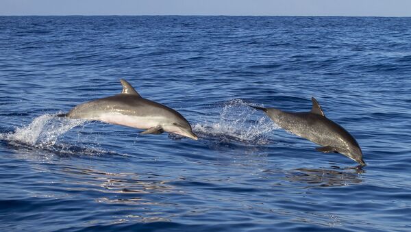 Des dauphins - Sputnik Afrique