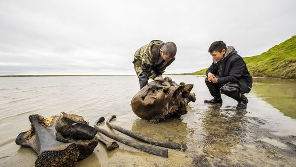 Un squelette de mammouth adulte mis au jour sur la péninsule de Yamal - Sputnik Afrique