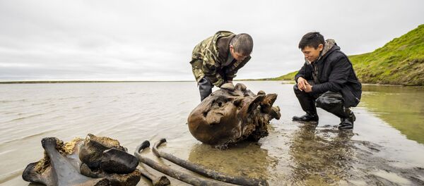 Un squelette de mammouth adulte mis au jour sur la péninsule de Yamal - Sputnik Afrique