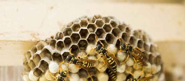 Nid de guêpes - Sputnik Afrique