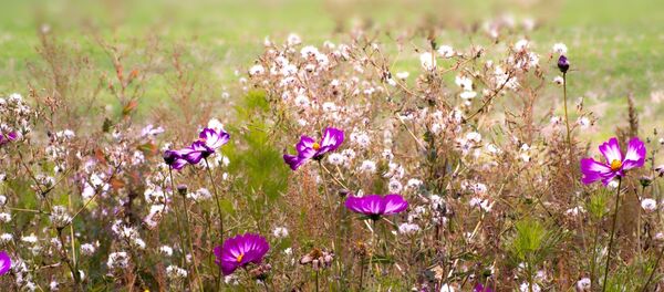 Dans un champ - Sputnik Afrique