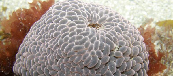 Une anémone de mer errante (image d'illustration) - Sputnik Afrique