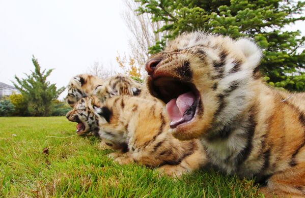 De petits tigres de Sibérie nés dans le parc safari Taïgan en Crimée. - Sputnik Afrique
