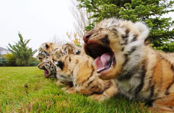 De petits tigres de Sibérie nés dans le parc safari Taïgan en Crimée. De petits tigres de Sibérie nés dans le parc safari Taïgan en Crimée. - Sputnik Afrique