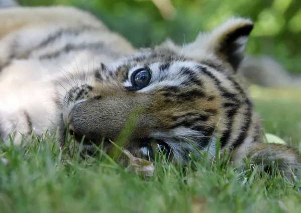 Un petit tigre pensionnaire du parc safari Taïgan. Un petit tigre pensionnaire du parc safari Taïgan. - Sputnik Afrique