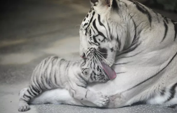 Deux des pensionnaires du zoo d’Ekaterinbourg : Khinda, un tigre blanc du Bengale femelle, et l'un de ses petits. Deux des pensionnaires du zoo d’Ekaterinbourg : Khinda, un tigre blanc du Bengale femelle, et l'un de ses petits. - Sputnik Afrique