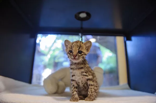 Un petit tigre pensionnaire d’un zoo français. Un petit tigre pensionnaire d’un zoo français. - Sputnik Afrique