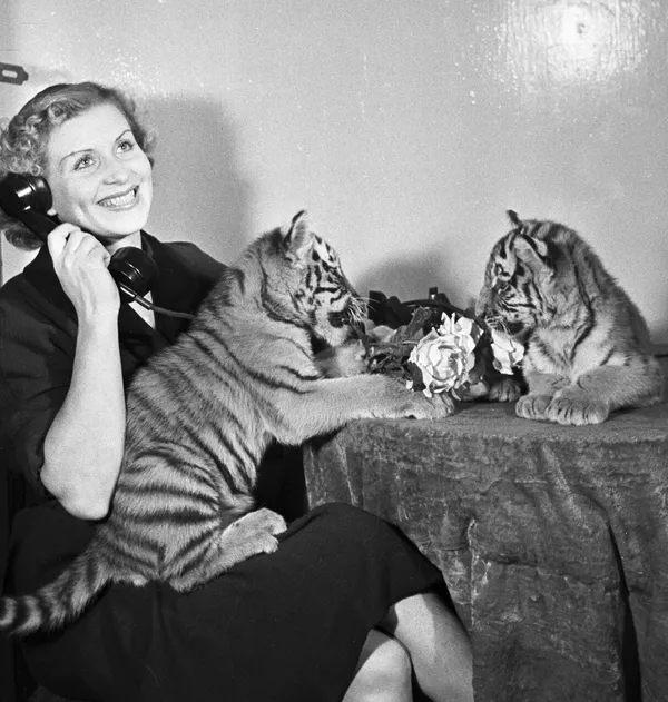 La dompteuse de tigres Margarita Nazarova avec de petits félins. La dompteuse de tigres Margarita Nazarova avec de petits félins. - Sputnik Afrique