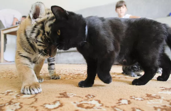 Un petit tigre de Sibérie joue avec un chat dans une maison de Sotchi. Un petit tigre de Sibérie joue avec un chat dans une maison de Sotchi. - Sputnik Afrique