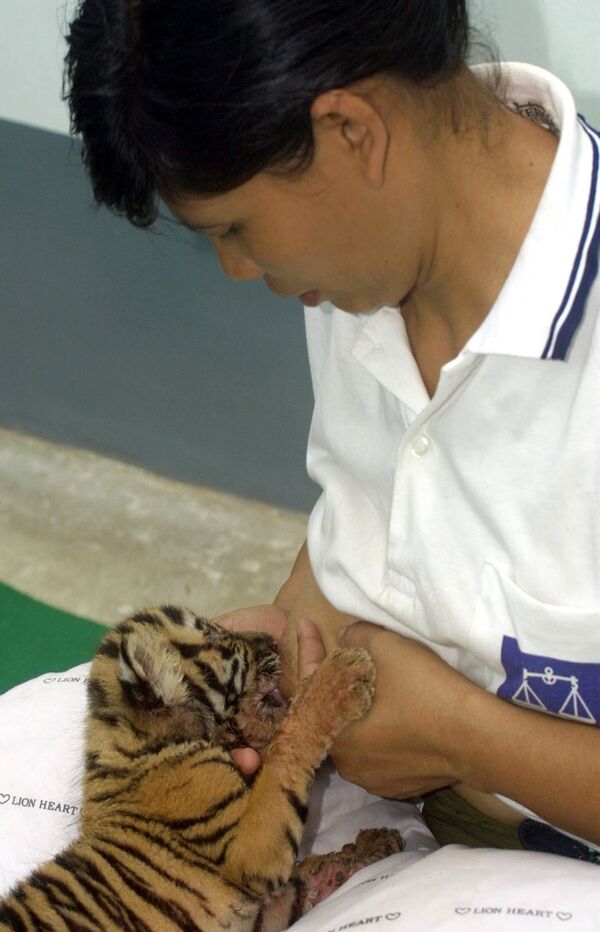 Une jeune femme donne le sein à un petit tigre, Birmanie. - Sputnik Afrique