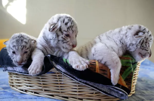 De petits tigres blancs nés au zoo Skazka de Yalta. De petits tigres blancs nés au zoo Skazka de Yalta. - Sputnik Afrique