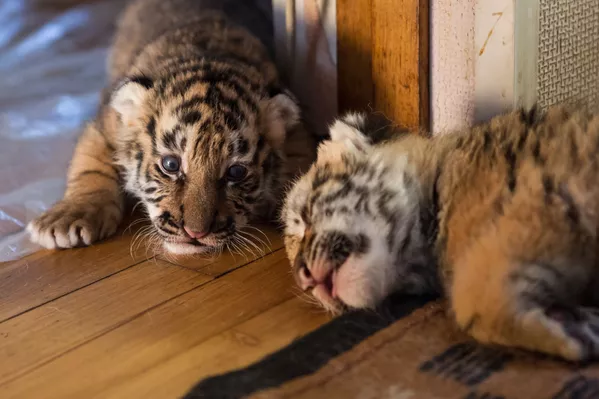 De petits tigres dans l'appartement de la vétérinaire Natalia Stepanova. Le berger allemand femelle Talli nourrit les tigres rejetés par leur mère. De petits tigres dans l'appartement de la vétérinaire Natalia Stepanova. Le berger allemand femelle Talli nourrit les tigres rejetés par leur mère. - Sputnik Afrique