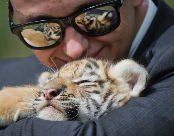 Un petit tigre avec un visiteur du parc safari Taïgan, en Crimée, au moment où ses pensionnaires sont relâchés dans leurs enclos en plein air après la fin de la saison hivernale. - Sputnik Afrique