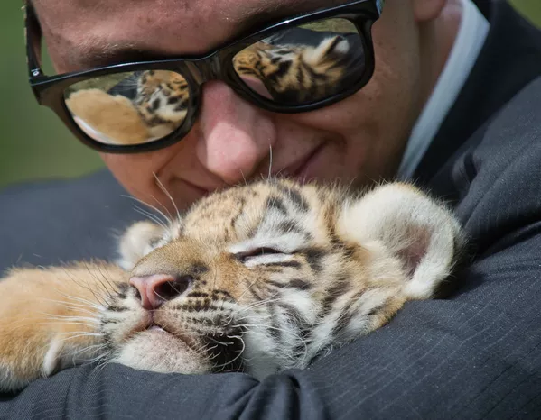 Un petit tigre avec un visiteur du parc safari Taïgan, en Crimée, au moment où ses pensionnaires sont relâchés dans leurs enclos en plein air après la fin de la saison hivernale. Un petit tigre avec un visiteur du parc safari Taïgan, en Crimée, au moment où ses pensionnaires sont relâchés dans leurs enclos en plein air après la fin de la saison hivernale. - Sputnik Afrique