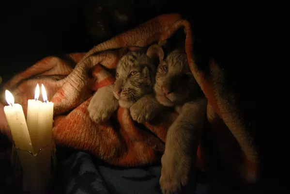 De petits tigres du Bengale dans une couverture, zoo de Yalta. De petits tigres du Bengale dans une couverture, zoo de Yalta. - Sputnik Afrique