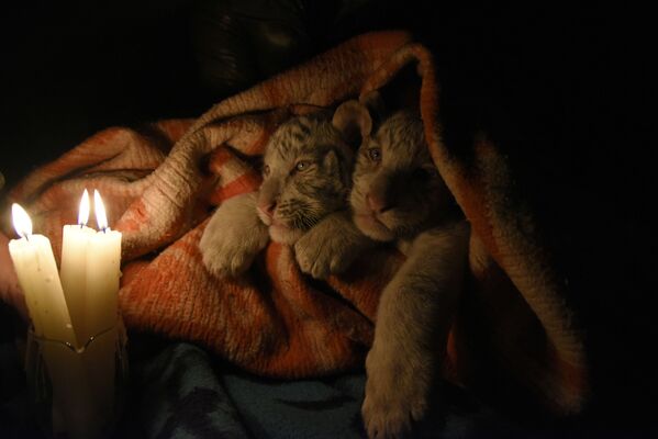 De petits tigres du Bengale dans une couverture, zoo de Yalta. - Sputnik Afrique