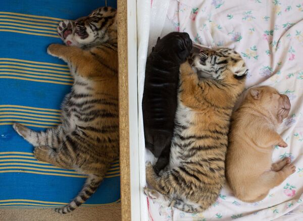 Des tigres nouveau-nés et des chiots de sharpei - Sputnik Afrique